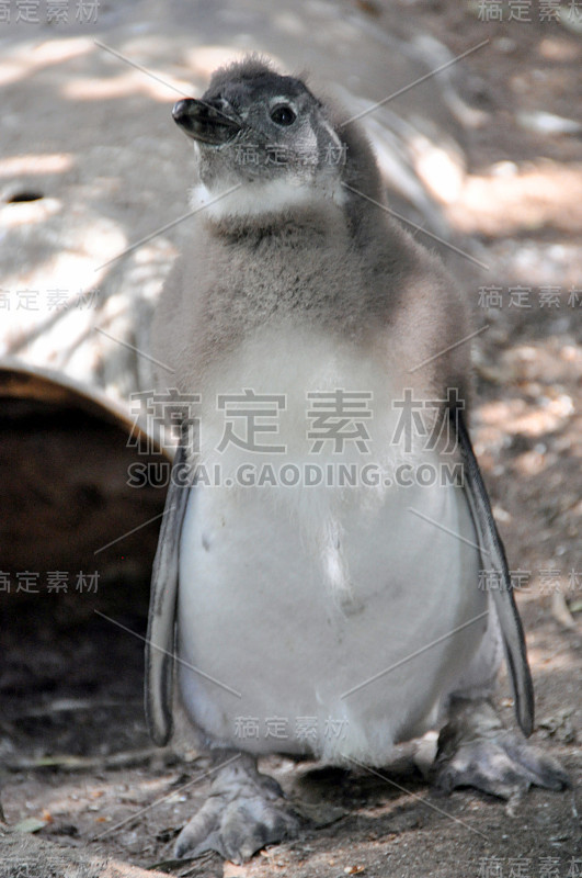 公驴企鹅
