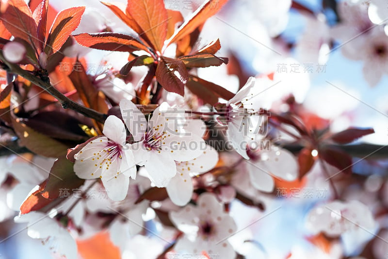 树枝上有芽有花，春天来了。花的背景“n