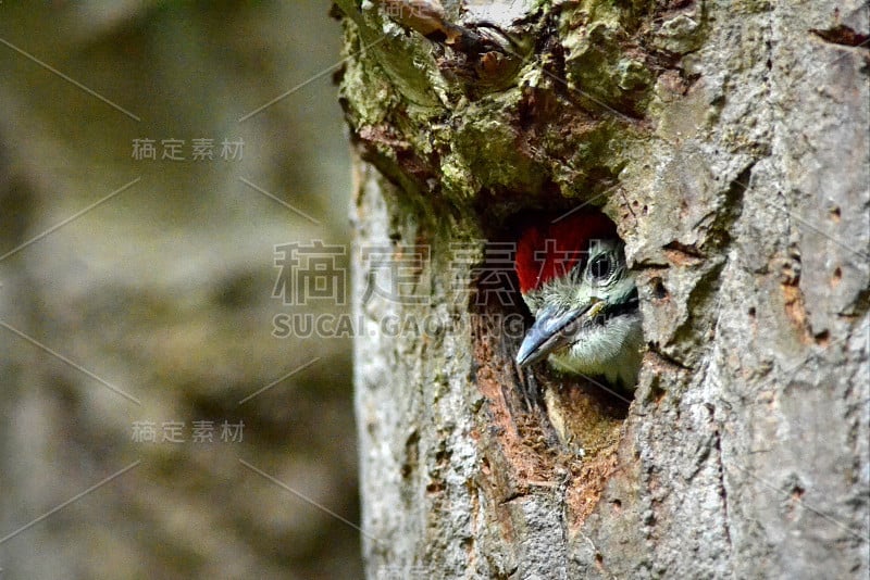 大斑点啄木鸟。