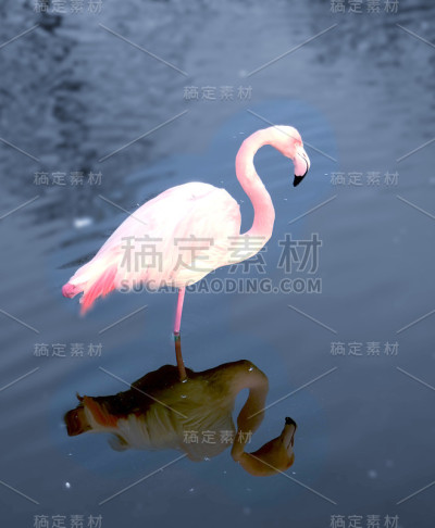 火烈鸟