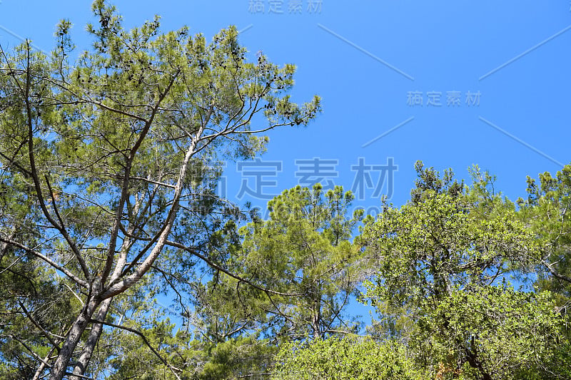 植物的土耳其。克姆地区自然。Calis Tepe(山)小径。小亚细亚特有的松林