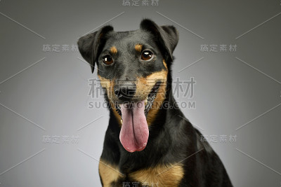 可爱的杰克罗素梗的肖像