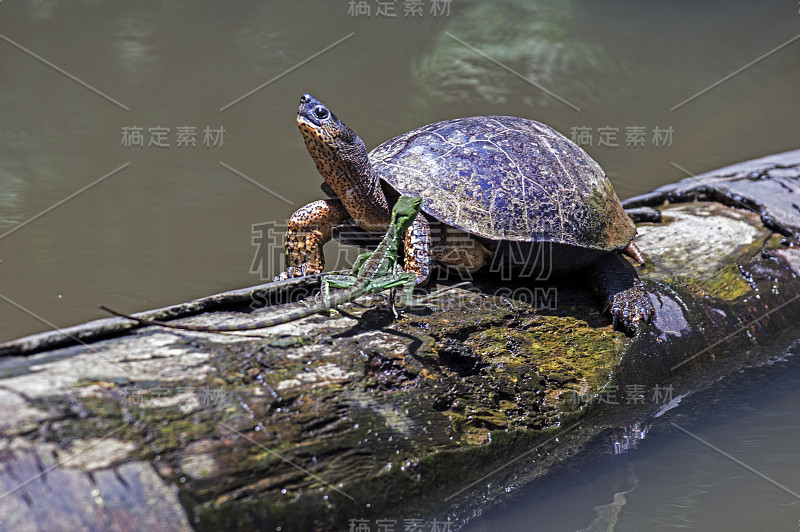 奔跑的蜥蜴和河龟在托图盖罗-哥斯达黎加