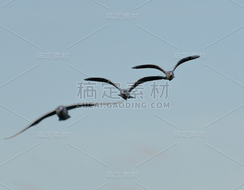 三只披着冬季羽毛的黑头海鸥飞过丁顿牧场的黑天鹅湖