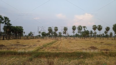 农田图像