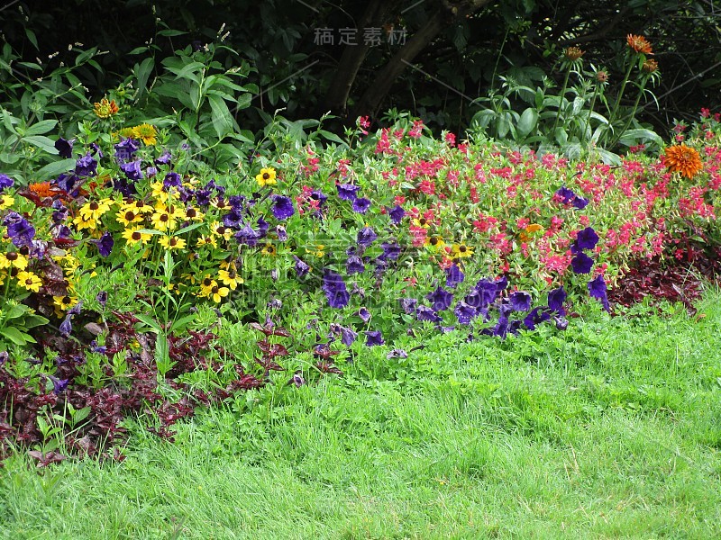 赤柱公园多年生花园的缤纷夏日花坛