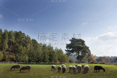一群羊。