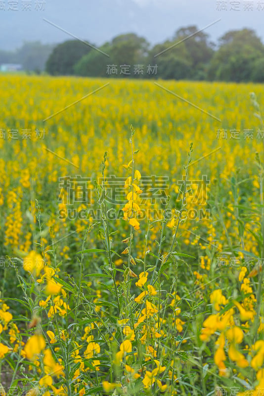 泰国山区的黄花田