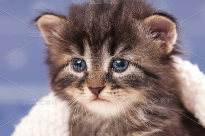 可爱的小猫