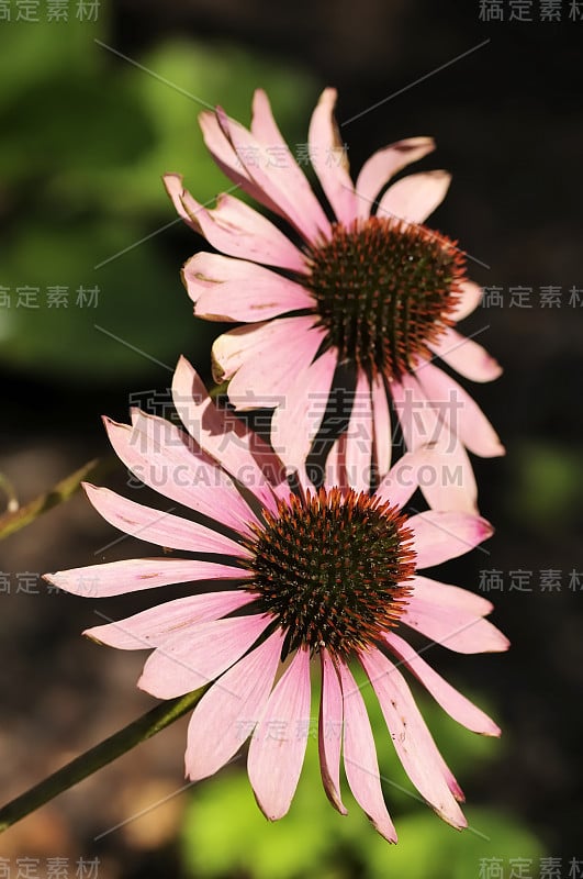 紫锥菊(东紫锥花、刺猬锥花或紫锥花)