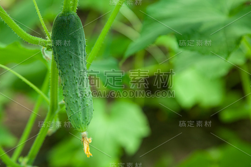 黄瓜生长在温室里，特写，模糊的背景。为文本复制空间。