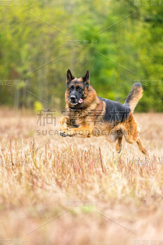 秋天奔跑的德国牧羊犬