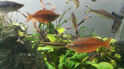 鱼缸里的红色彩虹鱼