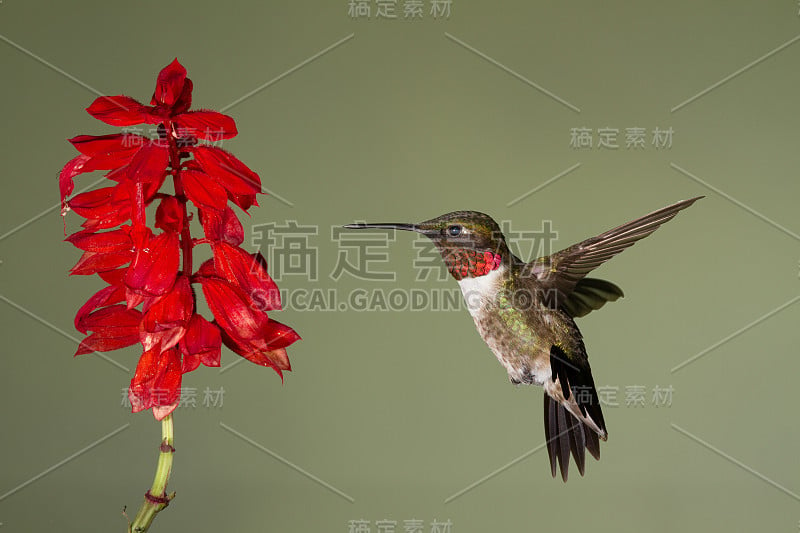 一只红喉蜂鸟在一朵花前盘旋