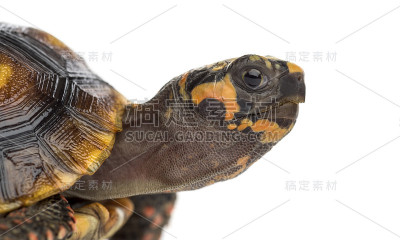 红足龟(1.5岁)，炭疽龟，