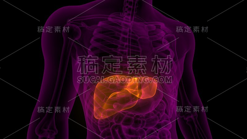 肝脏部分人体消化系统解剖x射线三维渲染