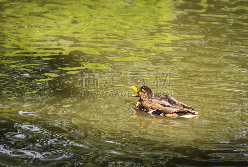 俄罗斯加里宁格勒地区，鸭子在池塘里游泳