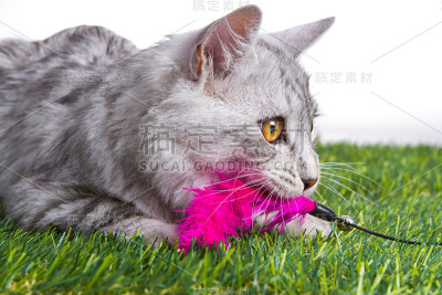 小猫在绿色的草地上玩玩具。白色的孤立的背景。