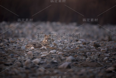 金豺