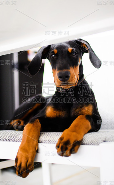 小杜宾犬