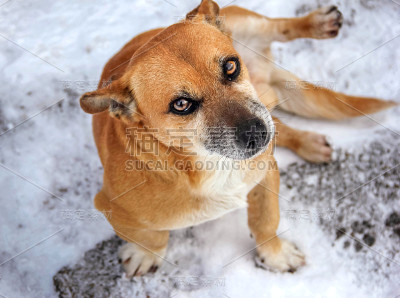 狗宠物，栗子，雪，冬天，善良的眼睛，特写，户外