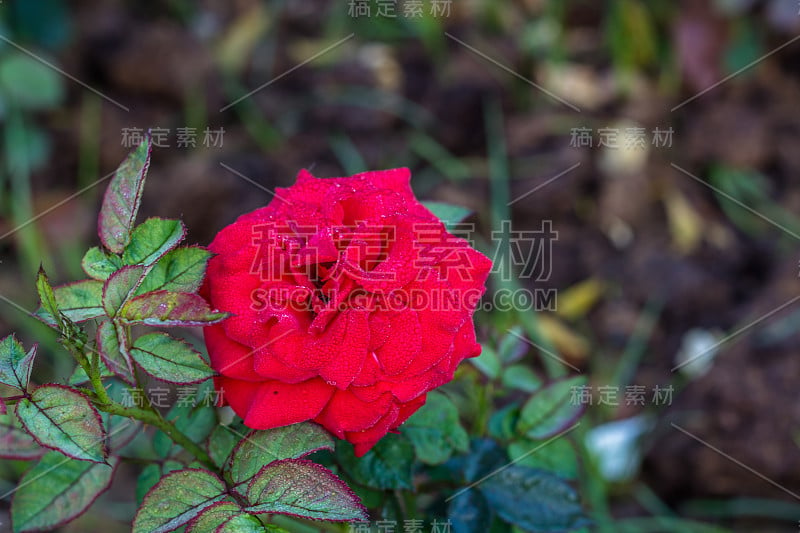 清晨美丽的玫瑰花园，露珠上的玫瑰与令人惊叹的颜色和验证，在这个花园在印度新德里，大约50种不同的玫瑰