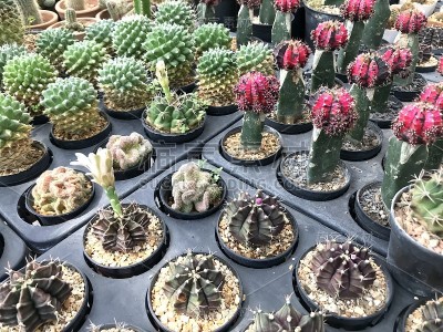 仙人掌植物用于家庭和花园装饰