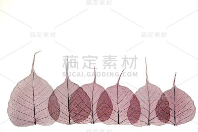 透明的骨架留下白色的背景