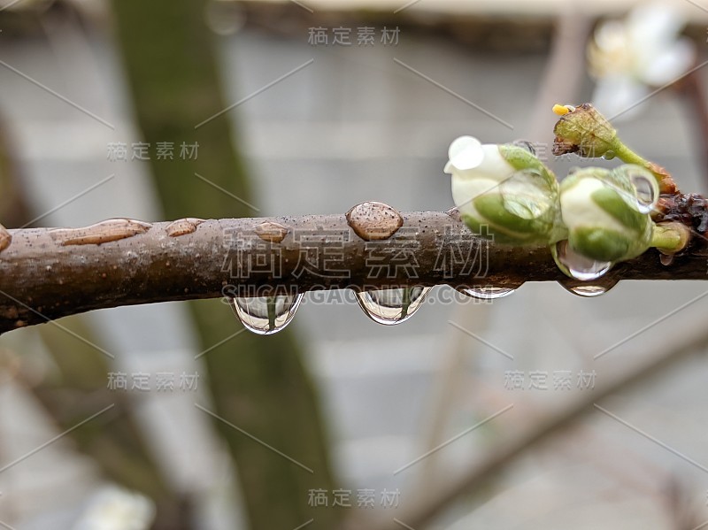 雨点落在有芽的树枝上