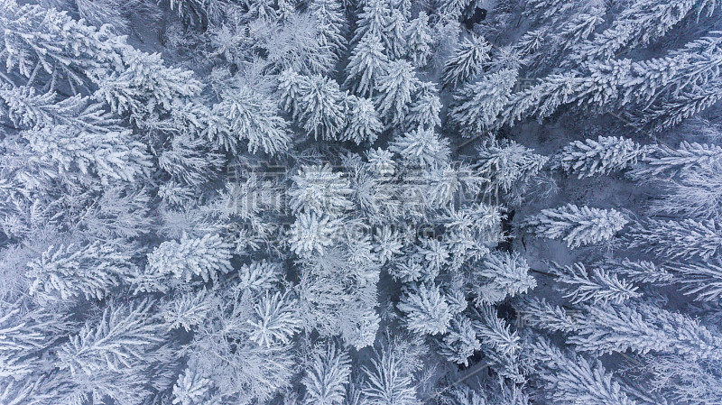 雪覆盖的森林下降的观点。