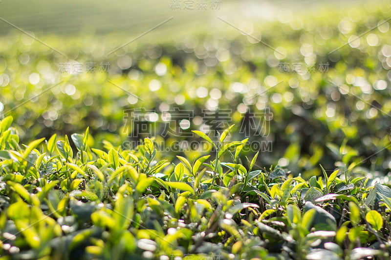 茶芽和茶叶。茶园,泰国。