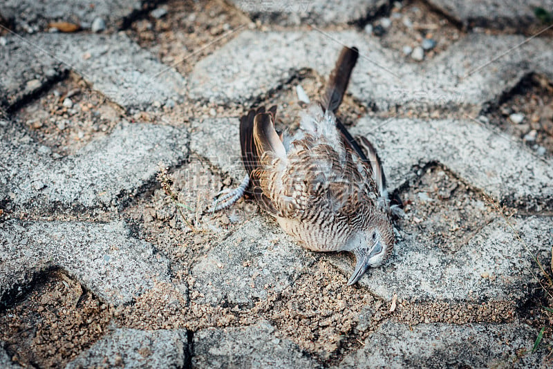 一只鸟(鸽子)死在地上