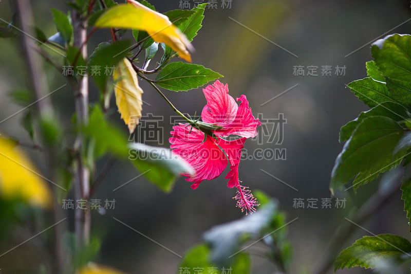 芙蓉花