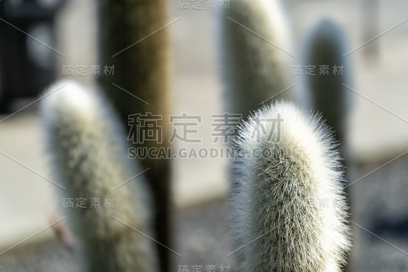 一个仙人掌植物的特写