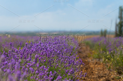 薰衣草。