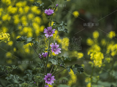 场的花