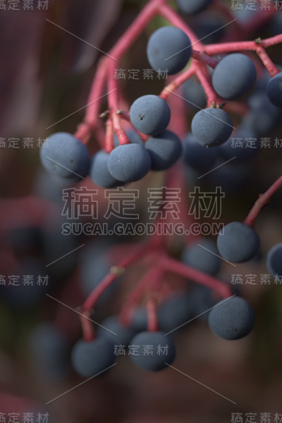 维吉尼亚蔓藤上的蓝色浆果