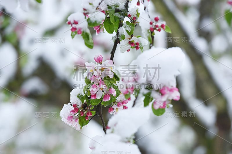 栽培的苹果是一个众所周知的品种，从苹果科在玫瑰科。它是一种经济上非常重要的水果。苹果树的果实叫苹果。