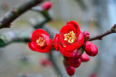木瓜。红色的花。一种开花Cydonia (Chaenomeles speciosa)植物的特写