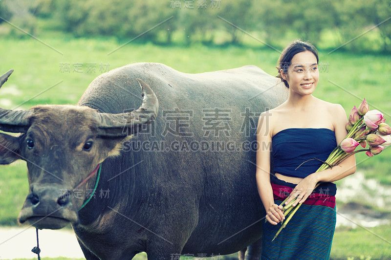 泰国古老的年轻妇女与水牛在农村