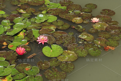 睡莲花