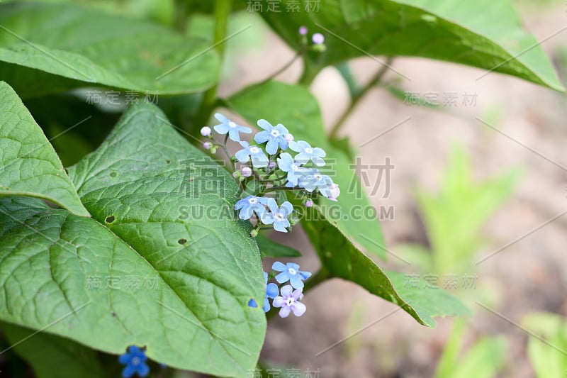 Forget-me-flowers