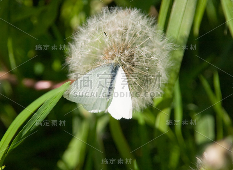 脆弱的脆弱