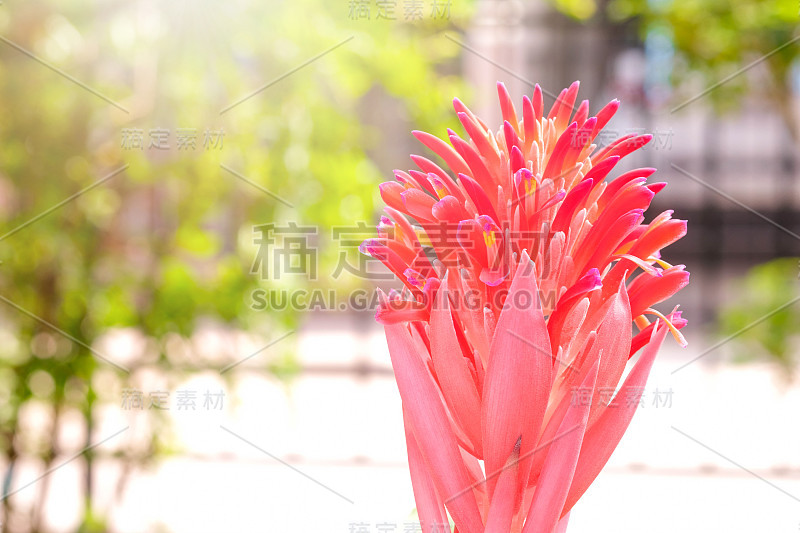 秋茄，凤梨科。花园里的凤梨花或梨花。近距离的橙色凤梨花。热带植物。