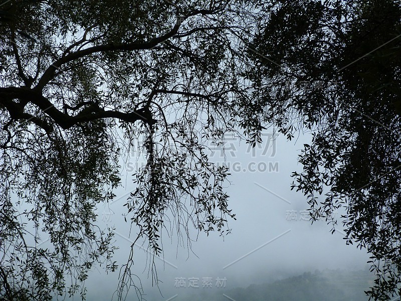 雾中的橄榄树，靠近卡斯特拉，阿尔卑斯-海洋