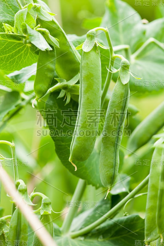 新鲜的绿豌豆在花园里的植物上