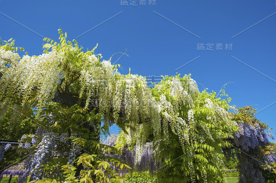 紫藤sinensis
