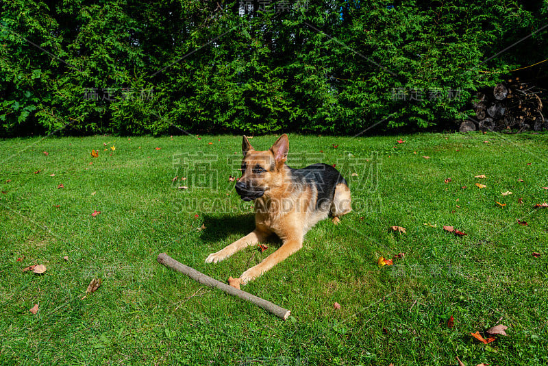 德国牧羊犬，训练活动