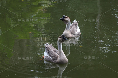 湖上的鹅