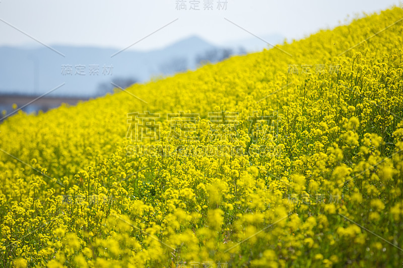 矮花田(日本爱媛县小津市)